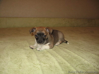 Щенки породы чихуахуа - <ro>Изображение</ro><ru>Изображение</ru> #4, <ru>Объявление</ru> #260186