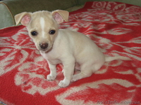 Щенки породы чихуахуа - <ro>Изображение</ro><ru>Изображение</ru> #5, <ru>Объявление</ru> #260186