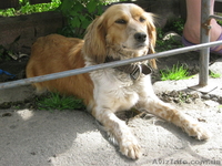 отдадим в хорошие руки щенков - <ro>Изображение</ro><ru>Изображение</ru> #1, <ru>Объявление</ru> #266544