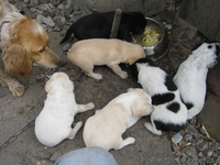 отдадим в хорошие руки щенков - <ro>Изображение</ro><ru>Изображение</ru> #4, <ru>Объявление</ru> #266544