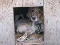 отдадим в хорошие руки щенков - <ro>Изображение</ro><ru>Изображение</ru> #5, <ru>Объявление</ru> #266544