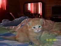 Кремово-рыжие котята и черепашка метисы шотландца и перса - <ro>Изображение</ro><ru>Изображение</ru> #3, <ru>Объявление</ru> #270386