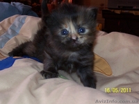 Кремово-рыжие котята и черепашка метисы шотландца и перса - <ro>Изображение</ro><ru>Изображение</ru> #2, <ru>Объявление</ru> #270386