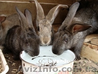 Кролики живым весом - <ro>Изображение</ro><ru>Изображение</ru> #1, <ru>Объявление</ru> #251895