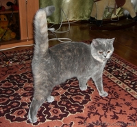 Клубные котята породы Шотландская вислоухая - <ro>Изображение</ro><ru>Изображение</ru> #2, <ru>Объявление</ru> #252309