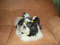 Срочно! девочка ши тцу, лучшая из помёта - <ro>Изображение</ro><ru>Изображение</ru> #1, <ru>Объявление</ru> #277719