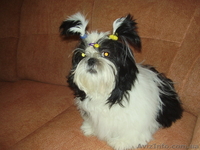 Срочно! девочка ши тцу, лучшая из помёта - <ro>Изображение</ro><ru>Изображение</ru> #2, <ru>Объявление</ru> #277719