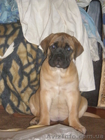 продаются щенки бульмастифа  - <ro>Изображение</ro><ru>Изображение</ru> #4, <ru>Объявление</ru> #258123