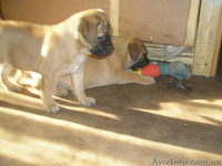 продаются щенки бульмастифа  - <ro>Изображение</ro><ru>Изображение</ru> #3, <ru>Объявление</ru> #258123