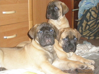 продаются щенки бульмастифа  - <ro>Изображение</ro><ru>Изображение</ru> #5, <ru>Объявление</ru> #258123