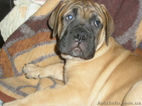 продаются щенки бульмастифа  - <ro>Изображение</ro><ru>Изображение</ru> #2, <ru>Объявление</ru> #258123