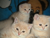 Шикарніе британские котята и вислоухая кошечка - <ro>Изображение</ro><ru>Изображение</ru> #1, <ru>Объявление</ru> #250436