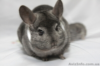 Продам шиншилу Сірий Стандарт - <ro>Изображение</ro><ru>Изображение</ru> #3, <ru>Объявление</ru> #273921