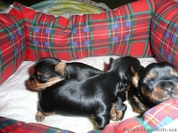 Приглашаем на ВЯЗКУ  ЙОРК! - <ro>Изображение</ro><ru>Изображение</ru> #3, <ru>Объявление</ru> #251756