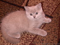 Продам чудесных медвежат британцев в разведение - <ro>Изображение</ro><ru>Изображение</ru> #1, <ru>Объявление</ru> #295752