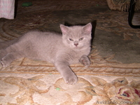 Продам чудесных медвежат британцев в разведение - <ro>Изображение</ro><ru>Изображение</ru> #2, <ru>Объявление</ru> #295752