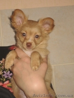 Щенки Той терьера - <ro>Изображение</ro><ru>Изображение</ru> #1, <ru>Объявление</ru> #286625