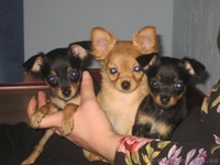 Щенки Той терьера - <ro>Изображение</ro><ru>Изображение</ru> #4, <ru>Объявление</ru> #286625