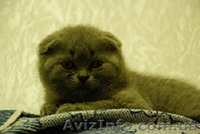 Скоттиш-страйт и скотиш-фолд (шотландские) - <ro>Изображение</ro><ru>Изображение</ru> #1, <ru>Объявление</ru> #286268