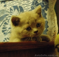 Скоттиш-страйт и скотиш-фолд (шотландские) - <ro>Изображение</ro><ru>Изображение</ru> #3, <ru>Объявление</ru> #286268