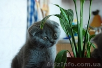 Скоттиш-страйт и скотиш-фолд (шотландские) - <ro>Изображение</ro><ru>Изображение</ru> #4, <ru>Объявление</ru> #286268