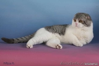 вязка с вислоухим котом - <ro>Изображение</ro><ru>Изображение</ru> #2, <ru>Объявление</ru> #297293