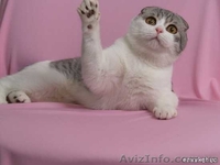 вязка с вислоухим котом - <ro>Изображение</ro><ru>Изображение</ru> #3, <ru>Объявление</ru> #297293