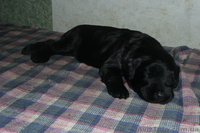 Элитные щенки ризеншнауцера от Интерчемпионов! - <ro>Изображение</ro><ru>Изображение</ru> #3, <ru>Объявление</ru> #282606