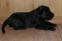 Элитные щенки ризеншнауцера от Интерчемпионов! - <ro>Изображение</ro><ru>Изображение</ru> #2, <ru>Объявление</ru> #282606