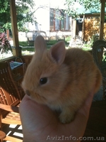 Декоративные крольчата - <ro>Изображение</ro><ru>Изображение</ru> #1, <ru>Объявление</ru> #294852