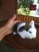 Декоративные крольчата - <ro>Изображение</ro><ru>Изображение</ru> #2, <ru>Объявление</ru> #294852