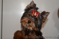 Элитные щеночки йоркширского терьера шоу-класса-КСУ. - <ro>Изображение</ro><ru>Изображение</ru> #2, <ru>Объявление</ru> #298727