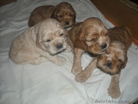 Продаж цуценят американського кокер - спаніеля  - <ro>Изображение</ro><ru>Изображение</ru> #5, <ru>Объявление</ru> #269999
