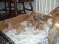 Продаж цуценят американського кокер - спаніеля  - <ro>Изображение</ro><ru>Изображение</ru> #6, <ru>Объявление</ru> #269999