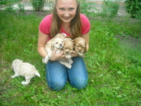 Продаж цуценят американського кокер - спаніеля  - <ro>Изображение</ro><ru>Изображение</ru> #1, <ru>Объявление</ru> #269999