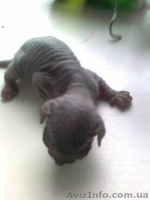 ДОНСКОЙ СФИНКС котята - <ro>Изображение</ro><ru>Изображение</ru> #2, <ru>Объявление</ru> #302471