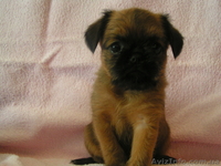 продам гриффона - <ro>Изображение</ro><ru>Изображение</ru> #1, <ru>Объявление</ru> #302786