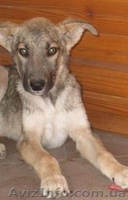 Серж- спасенный щенок, кобель, 3мес., привит! - <ro>Изображение</ro><ru>Изображение</ru> #1, <ru>Объявление</ru> #301420