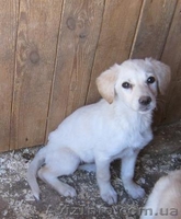 Щенки-метисы, похожи на лабрадоров! - <ro>Изображение</ro><ru>Изображение</ru> #3, <ru>Объявление</ru> #304028