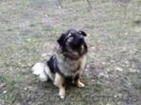 Небольшая (размера спаниеля) собачка, 10 мес., стерилизована! - <ro>Изображение</ro><ru>Изображение</ru> #1, <ru>Объявление</ru> #301350