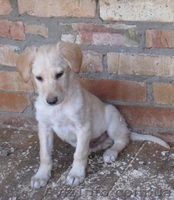 Щенки-метисы, похожи на лабрадоров! - <ro>Изображение</ro><ru>Изображение</ru> #2, <ru>Объявление</ru> #304028