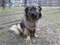 Небольшая (размера спаниеля) собачка, 10 мес., стерилизована! - <ro>Изображение</ro><ru>Изображение</ru> #2, <ru>Объявление</ru> #301350