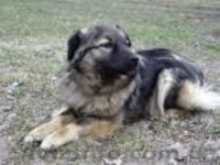 Небольшая (размера спаниеля) собачка, 10 мес., стерилизована! - <ro>Изображение</ro><ru>Изображение</ru> #3, <ru>Объявление</ru> #301350