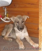 Серж- спасенный щенок, кобель, 3мес., привит! - <ro>Изображение</ro><ru>Изображение</ru> #2, <ru>Объявление</ru> #301420