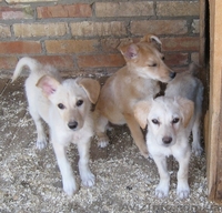 Щенки-метисы, похожи на лабрадоров! - <ro>Изображение</ro><ru>Изображение</ru> #1, <ru>Объявление</ru> #304028