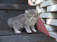 Кошечка мамы перса - <ro>Изображение</ro><ru>Изображение</ru> #4, <ru>Объявление</ru> #303498