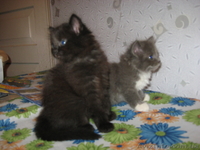 милые пушистики - <ro>Изображение</ro><ru>Изображение</ru> #2, <ru>Объявление</ru> #303482