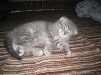 продаются котята породы шотландские вислоухие - <ro>Изображение</ro><ru>Изображение</ru> #4, <ru>Объявление</ru> #285913