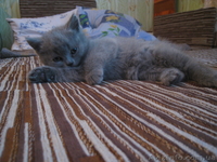 продаются котята породы шотландские вислоухие - <ro>Изображение</ro><ru>Изображение</ru> #2, <ru>Объявление</ru> #285913