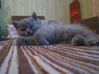 продаются котята породы шотландские вислоухие - <ro>Изображение</ro><ru>Изображение</ru> #1, <ru>Объявление</ru> #285913